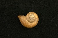 藏品(臺灣山蝸牛)的圖片